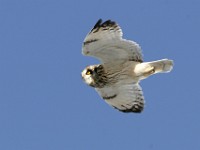 IMG 2581c  Short-eared Owl (Asio flammeus)